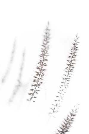 Shallow depth of field Fountain Grass bloom closeup with white backgroundの写真素材