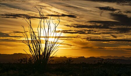 Ocotillo silhouette at sunset with a dramatic skyの写真素材