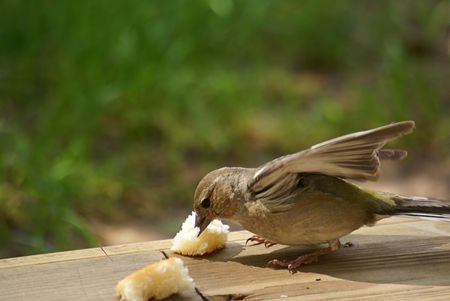 A white throated sparrow eating a piece of breadの写真素材