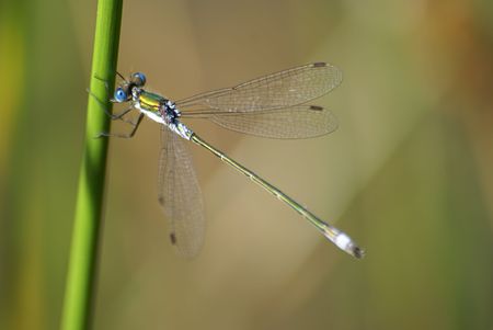 Little black and blue dragonfly with green background                     の写真素材