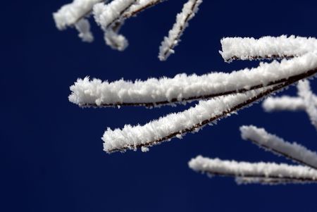 Macro of frozen fog on a tree                    