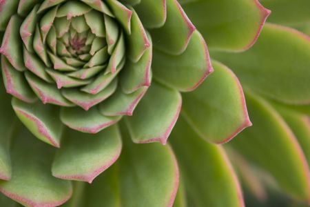 Close-up image of a Sempervivum (artichoke-like) plant in a botanical garden