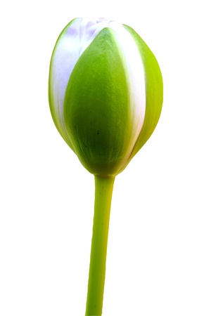 Lotus Isolated on Whiteの写真素材