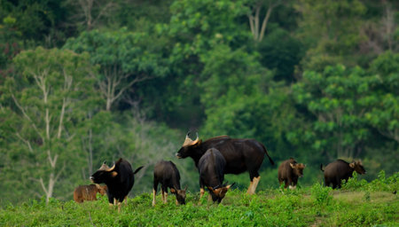 The gaurs swarms grass on a hill in the woods.の写真素材