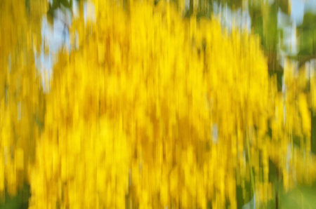 Flowers are blurred backdrop.の写真素材