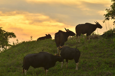 Gaur (Bos gaurus) close up stunning on the hill at sunset in the wildの写真素材