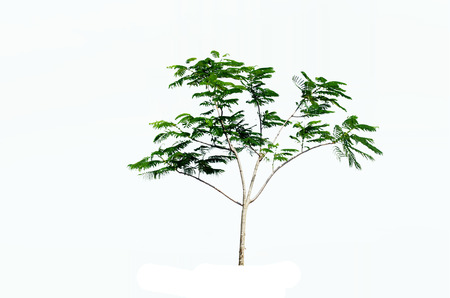 Tree bush on a white backdrop.の写真素材