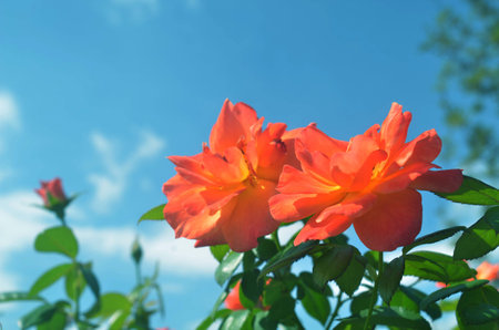 Orange rose close upの写真素材