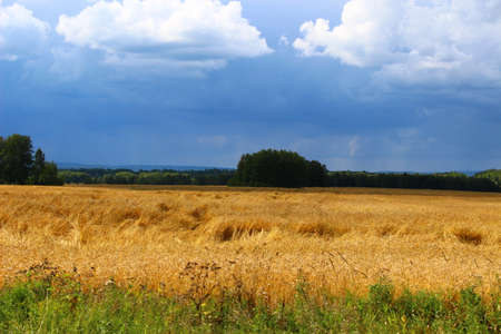Autumn field of ripe wheat before the rain. yellow ears. dark sky before the doge. The nature of siberia.の写真素材