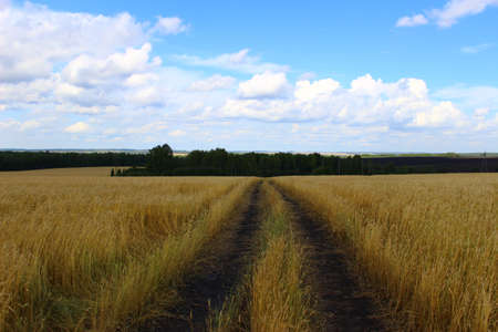 A road leading into the distance through a wheat field against a background of blue sky, white and fluffy clouds. nature of siberia. native spacesの写真素材