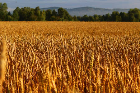 Early morning. at sunrise the wheat field turns bright orange. The song of early birds and the...
