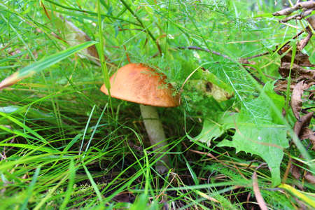 In the forest thicket, under a green leaf, a boletus mushroom hid. generous gifts of the autumn forestの写真素材