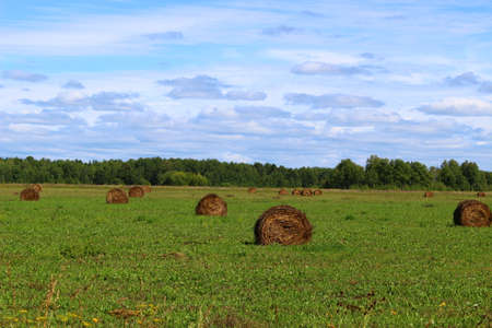 Autumn motives. Palette of colors. Lush nature wiltingの写真素材