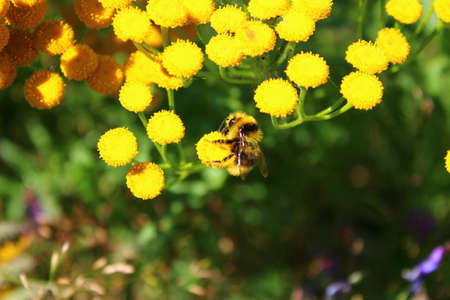 beautiful striped bee collects pollen, pollinates flowers. works without knowing fatigue.