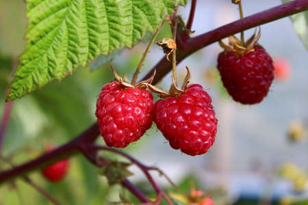 ripe autumn raspberry berry, beckoned to usの写真素材