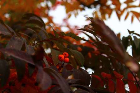 The whole color palette is in an autumn rowan bouquet.の写真素材