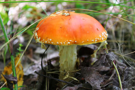 Amanita grows in the thicket of the autumn forest. Inedible, but beautiful.の写真素材