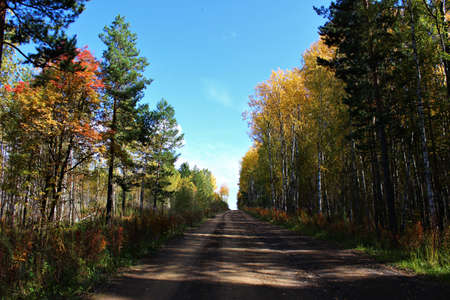 Autumn motives. Palette of colors. Lush nature wiltingの写真素材