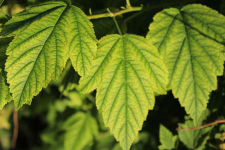 All the beauty of autumn fell on the foliage. yellow-green leaves reflect the rays of the autumn...