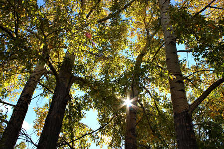 Autumn motives. Palette of colors. Lush nature wilting