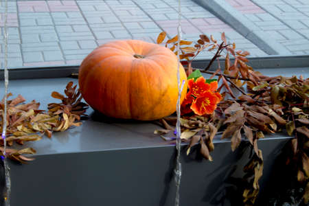 Preparing for the Halloween holiday decoration with pumpkinsの写真素材
