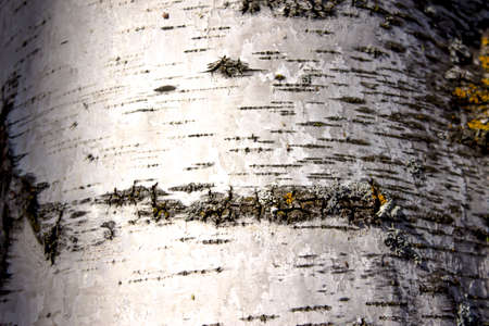 Birch bark can be used for background, texture, wallpaper, desktop.の写真素材