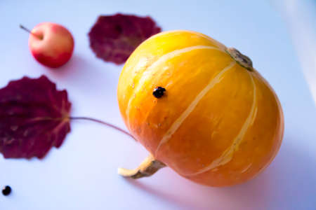 Insect ladybug sitting on a pumpkinの写真素材