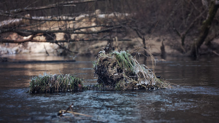 Picturesque forest stream.の写真素材