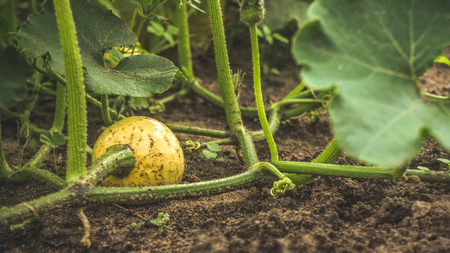 Ovary zucchini in the garden.の写真素材