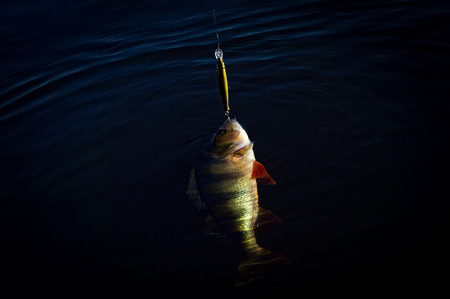 On hook. The perch is caught on the wobblers.の写真素材