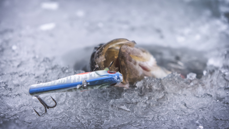 Perch caught on winter fishing. Fishing gear.の写真素材