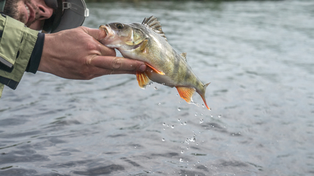 Fish in hand fisherman. Fishing.の写真素材