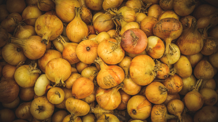 Autumn harvest of onionsの写真素材