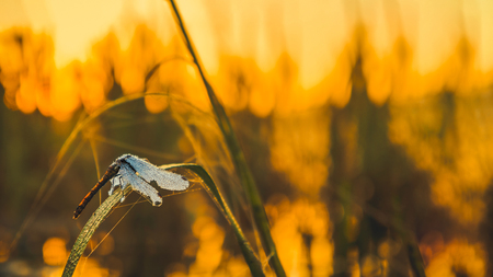 Dragonfly at dawn.の写真素材