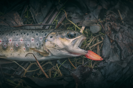 Beautiful trout is caught on a spoon-bait.の写真素材