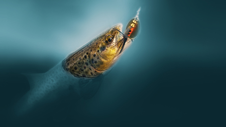 On hook. Brown trout is caught on a spoon-bait.