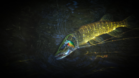 On hook. Fishing for a spinning rodの写真素材