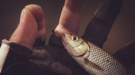 Small fish caught fly fishing. Tenkaraの写真素材