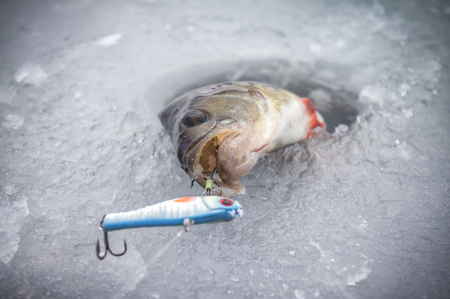 Perch caught on winter fishing. Fishing gear.の写真素材