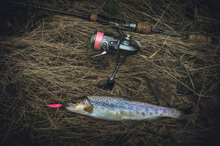 Brown trout caught on spinning.の写真素材