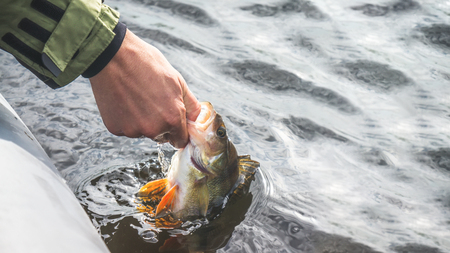 Fish in hand fisherman. Fishing.の写真素材