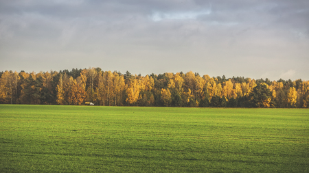 Green grass against the background of the autumn forest.の写真素材
