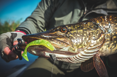 Fish in angler hand. Pike.の写真素材