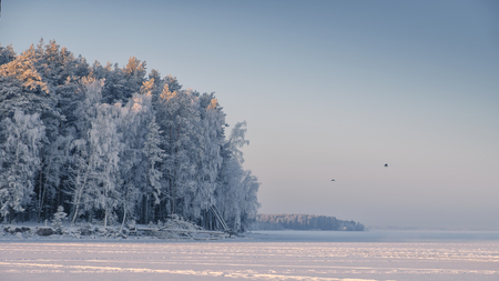 The picturesque forest is covered with hoarfrost at dawn.の写真素材