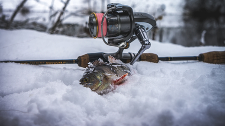 Perch caught in winter spinningの写真素材