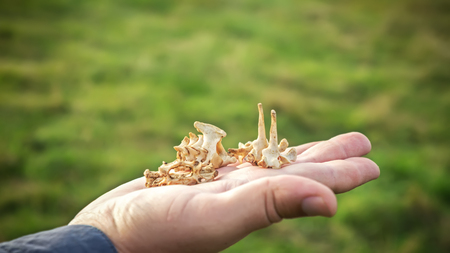 The bones of a small animal.の写真素材
