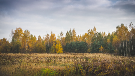 Autumnal bush near the forest.の写真素材
