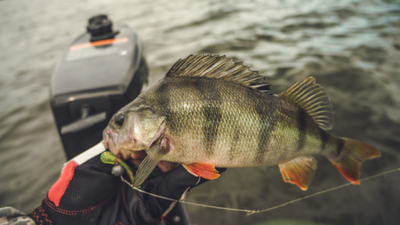 On hook.の写真素材