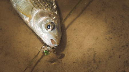 The fish is caught by fly fishing.の写真素材