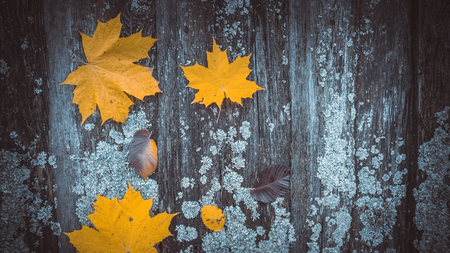 Yellow leaves on old wood.の写真素材
